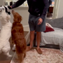 Customer review pooch puppets dog toy panda
