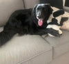 product image dog playing with pooch puppets dog toy